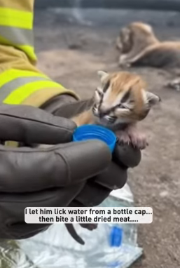 P2003009 I walked into the forest after the fire and found a caracal mother burned black (Part 2)