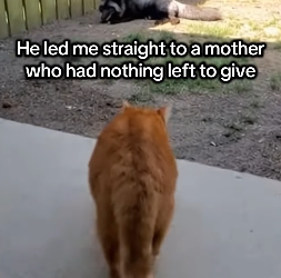 P2003007 My cat brought a baby and took me to its mom (Part 2)