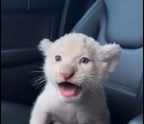 P2003008 He doesn’t need words to say thank you..I can feel it in every breath (Part 2)