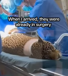 F2003007 Rescued a pregnant jaguar on the road (Part 2)