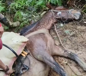 R2003006 tragedias que se viven en el campo con los animalitos (Part 2)