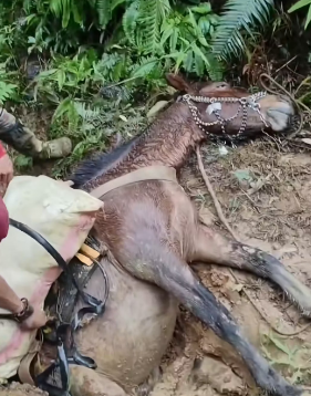 R2003006 tragedias que se viven en el campo con los animalitos (Part 2)