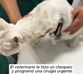 R2003002 I hope it grows up healthy and happy, surrounded by love (Part 2)