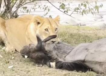 The wildebeest is held in a death grip by the lion (Part 2)