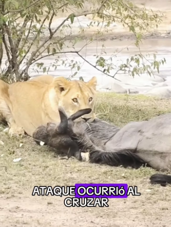 The wildebeest is held in a death grip by the lion (Part 2)