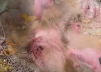 R1803004 This poor little monkey is on the verge of death due to abuse from its mother (Part 2)