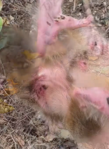 R1803004 This poor little monkey is on the verge of death due to abuse from its mother (Part 2)