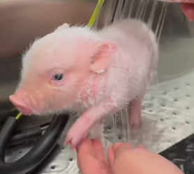 R1803001 I found a lost piglet and it looked so pitiful that I decided to take it home (Part 2)