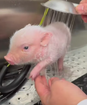 R1803001 I found a lost piglet and it looked so pitiful that I decided to take it home (Part 2)