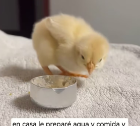 R1803002 I saw a chick forgotten on the road, and then (Part 2)