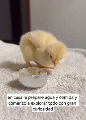 R1803002 I saw a chick forgotten on the road, and then (Part 2)