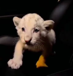 P0403003 The most intense 5 minutes of our week. Check out this save! (Part 2)