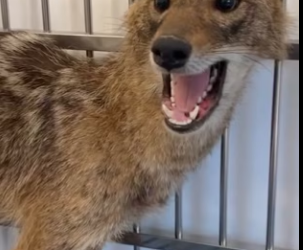 R2203012 I saw a wolf trapped in my car (Part 1)