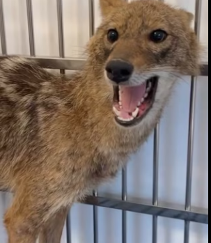 R2203012 I saw a wolf trapped in my car (Part 1)