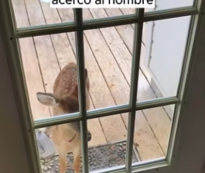 R2203002 A young deer accidentally fell into the water and was quickly rescued by an old man (Part 2)