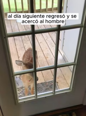 R2203002 A young deer accidentally fell into the water and was quickly rescued by an old man (Part 2)