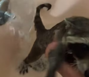 R2203006 One day a small, soaking wet raccoon appeared shivering in my boat as if searching for a last hope (Part 2)