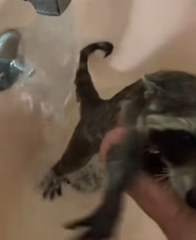 R2203006 One day a small, soaking wet raccoon appeared shivering in my boat as if searching for a last hope (Part 2)