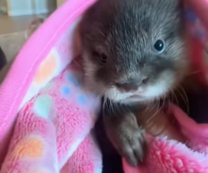 R2203011 A small creature suddenly appeared while my husband was swimming (Part 2)