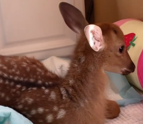 R2203009 The sika deer was bullied by its companion (Part 2)