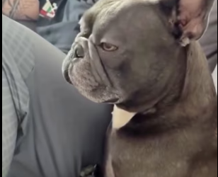 R2203003 This French bulldog is shaking with fear (Part 2)