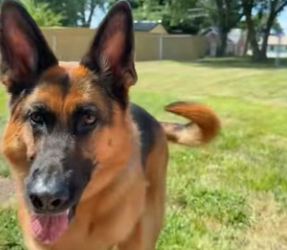 R2203001 A German Shepherd was bullied by a Golden Retriever (Part 2)