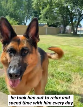 R2203001 A German Shepherd was bullied by a Golden Retriever (Part 2)