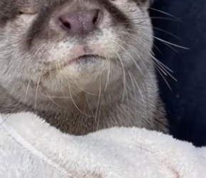 R2203007 I encountered an otter while boating (Part 2)