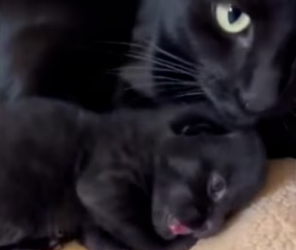 P2203002 This cat brought home a black kitten that wasn’t really a cat (Part 2)