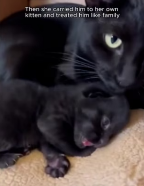 P2203002 This cat brought home a black kitten that wasn’t really a cat (Part 2)