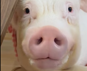 R2203004 This couple picked up a pig on the road and brought it home (Part 2)