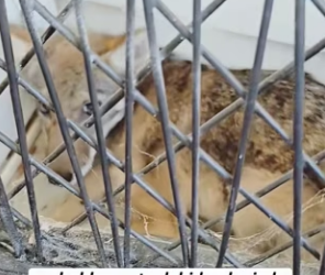 R2203008 A wolfhound is about to drown in the water (Part 2)