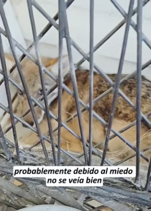 R2203008 A wolfhound is about to drown in the water (Part 2)