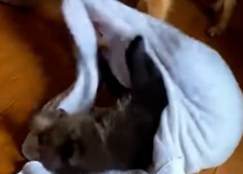 L0903006 Salvé a Este Pequeño Oso y Esto Pasó (Parte 2)