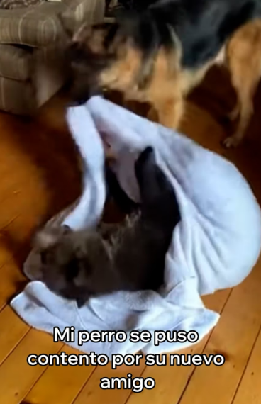 L0903006 Salvé a Este Pequeño Oso y Esto Pasó (Parte 2)