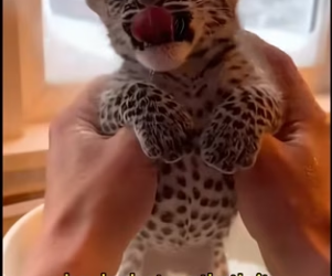 L2103010 The leopard cub is raised by an orange cat and then (Part 2)