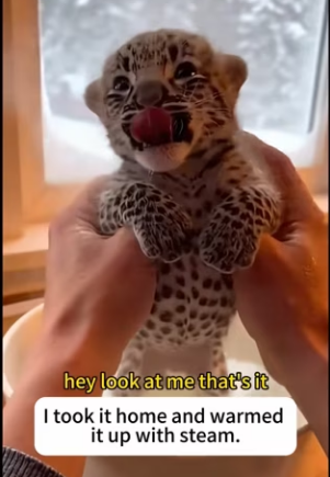 L2103010 The leopard cub is raised by an orange cat and then (Part 2)