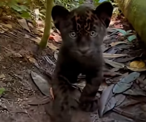 L2103007 That afternoon, this explorer was preparing a tent… but a small jaguar approached him…(Part 2)