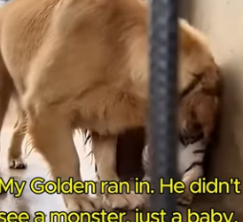 L2103005 This is the story of a tiger cub born blind, rejected by his mother and raised by a golden retriever (Part 2)