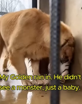 L2103005 This is the story of a tiger cub born blind, rejected by his mother and raised by a golden retriever (Part 2)