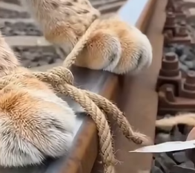 L2103004 This man found a Lynx Trapped on Railway (Part 2)