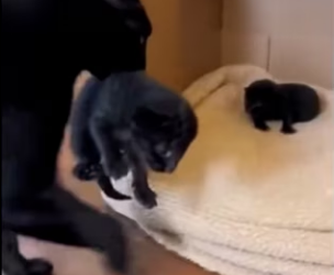 L2103002 This cat brought home a black kitten that wasn’t really a cat…(Part 2)