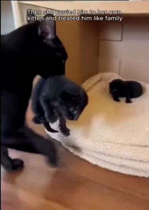 L2103002 This cat brought home a black kitten that wasn’t really a cat…(Part 2)