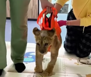 L2103001 This family rescued a weak lion cub on the road and then (Part 2)