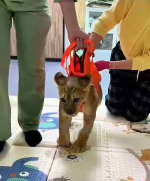 L2103001 This family rescued a weak lion cub on the road and then (Part 2)