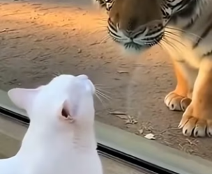 L2103011 A white cat crawled into the tiger enclosure … and then (Part 2)