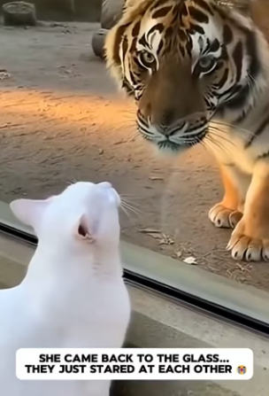 L2103011 A white cat crawled into the tiger enclosure … and then (Part 2)