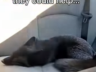 P2203003 This cat brought a baby and took his owner to it’s mom (Part 2)