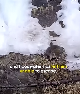 I2303004 ne brave man jumped into the freezing water to save him 🙏👏 (Part 2)