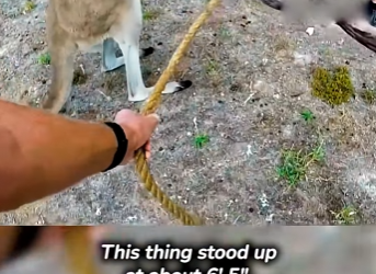 I2303001 Brave Men Rescue Kangaroo 🦘 (Part 2)